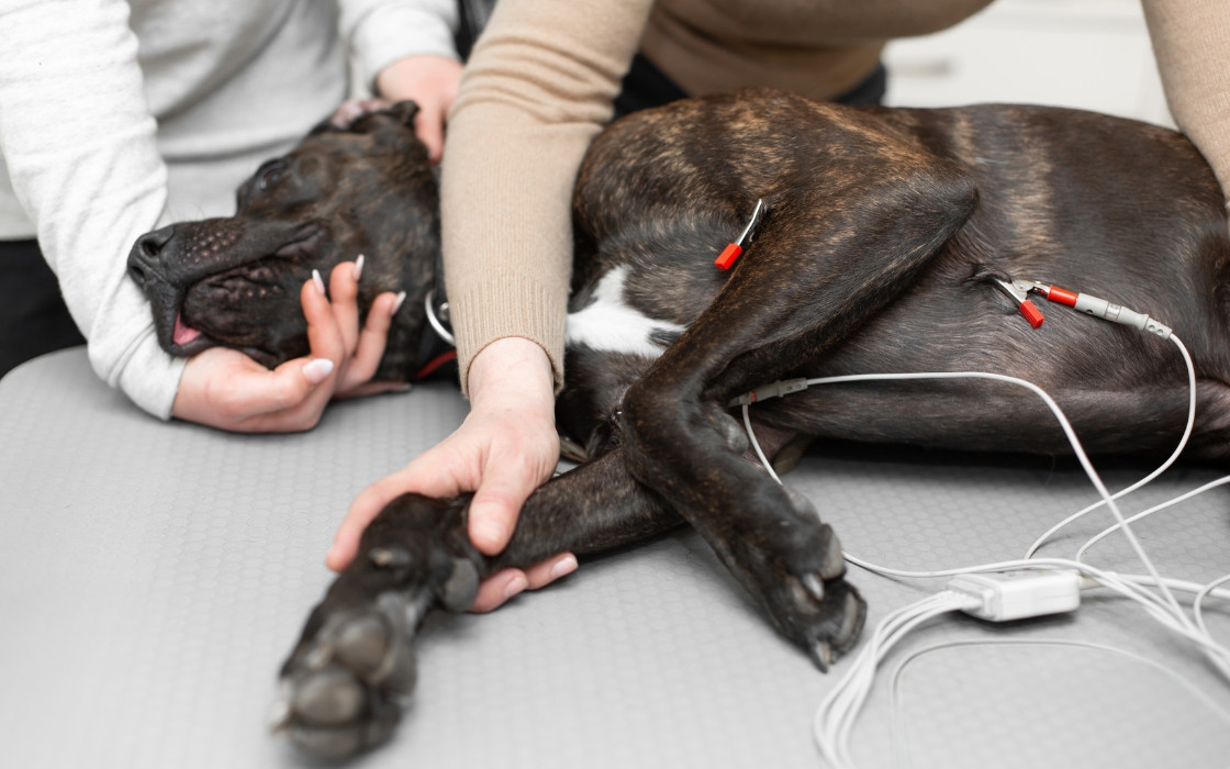 5 éléments-clés pour réussir un massage cardiaque chez le chien et le chat