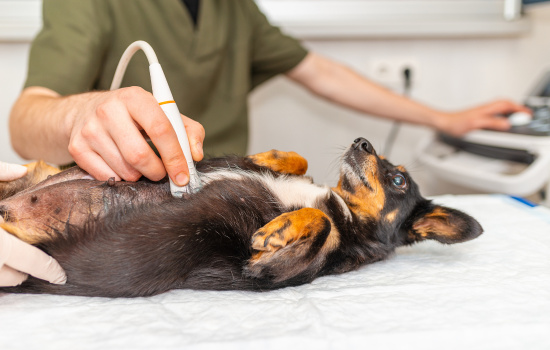 Over de opleiding "Didactisch Parcours Abdominale Echografie van Hond en Kat"