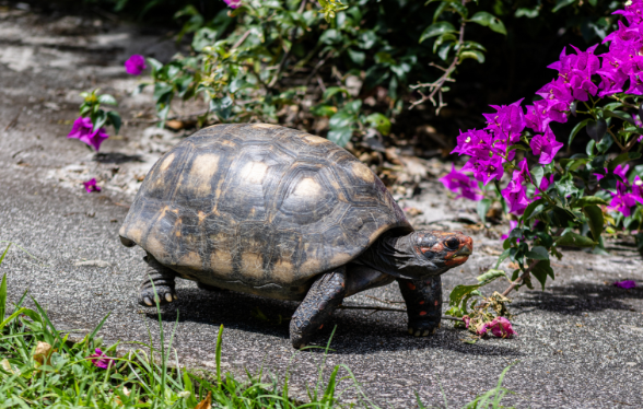 ID1136 - En NAC&rsquo;tion ! Cycle de m&eacute;decine interne et chirurgie des nouveaux animaux de compagnie (module : Tortues et autres reptiles)