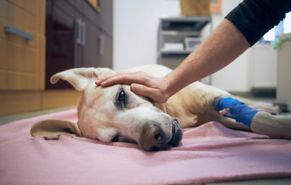 ID1118 - Parcours didactique en gestion des urgences et hospitalisation des animaux de compagnie - Edition 1