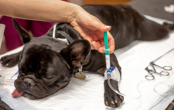 Didactische opleiding anesthesie - Editie 1