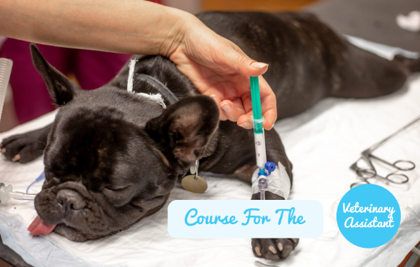 Dag 5 : Gereserveerd voor dierenartsassistenten