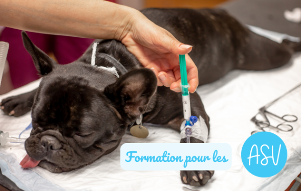 ID1133 - Le r&ocirc;le fondamental de l&rsquo;ASV dans l&rsquo;application de la &lsquo;Safety Culture&rsquo; - &Eacute;dition 1