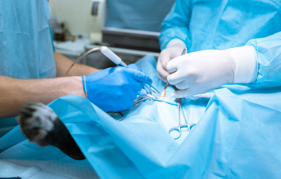 ID1140 - Parcours didactique en chirurgie des carnivores - &eacute;dition 3